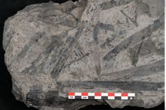 Foto (Detailansicht) von Equisetum ungeri Ettingshausen (NHMW-GEO-2024-0188-10556)